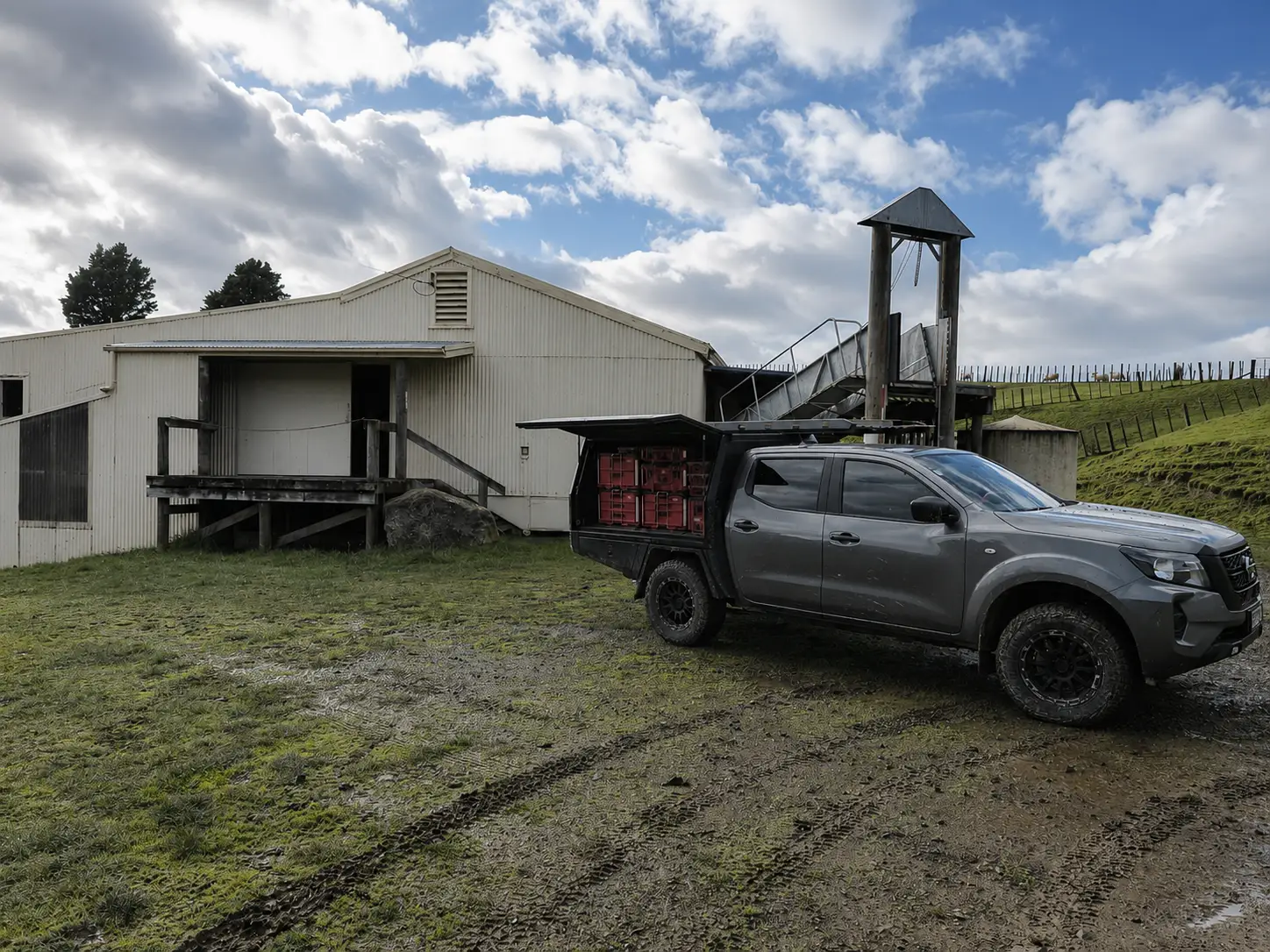 The woolshed from the farm track — its cream corrugated gable, the covered loading bay along the near side, and the pole-mounted loading race and forcing pens on the rise behind it.